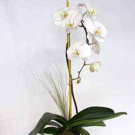 White orchid plant in a white textured pot