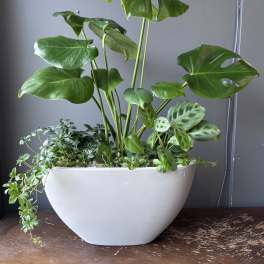 Potted tropical houseplants in a white bowl planter