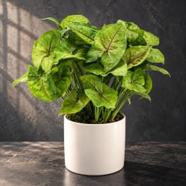 Potted green houseplant with arrow-shaped leaves in a white ceramic pot