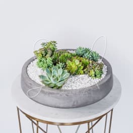 Succulent arrangement in a round gray bowl with white pebbles