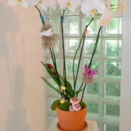 Potted white orchid arrangement with decorative accents