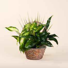 Basket planter with glossy green houseplants