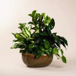 Lush green houseplant arrangement in a brown ceramic bowl