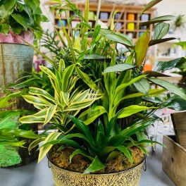 Mixed potted tropical plants in a decorative gold container