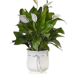 White peace lilies in a white pot with a ribbon