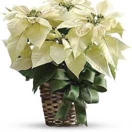 White poinsettia plant in a woven basket with a green ribbon