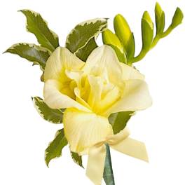 Yellow orchid boutonniere with green leaves and a ribbon