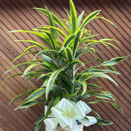 Potted dracaena plant in a woven basket with a white ribbon