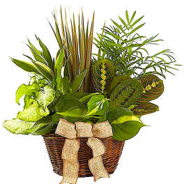 Basket of assorted green houseplants with a burlap bow