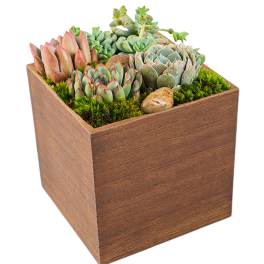 Succulent Box by BloomNation™