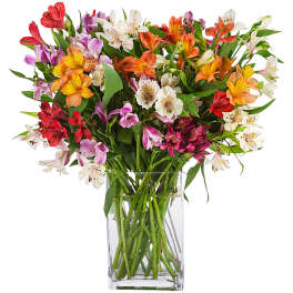 Amazing Alstroemeria by BloomNation™