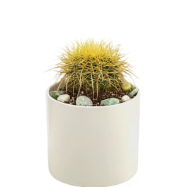 Cactus Plant by BloomNation™