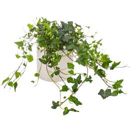 Ivy Plant by BloomNation™
