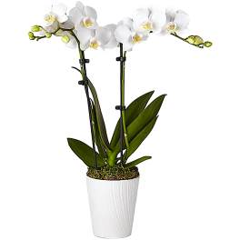 White orchid plant in a white pot