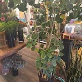 Balfour Aralia Tree