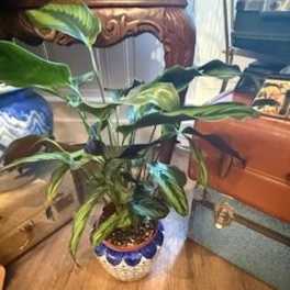 Calathea