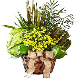 Basket of yellow flowers and assorted green plants with a burlap bow