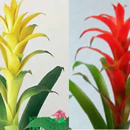 Guzmania Bromeliads