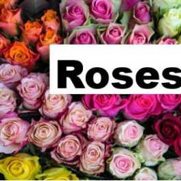 Roses
