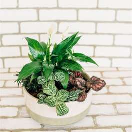 Potted plant arrangement with green and patterned foliage in a white bowl
