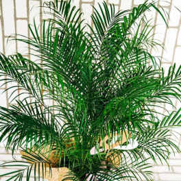 Potted palm plant with arching fronds in a woven basket