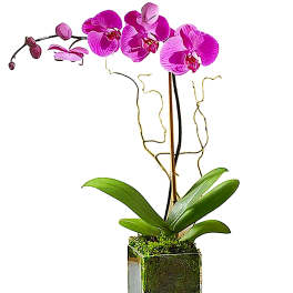 Pink orchid plant in a square glass vase