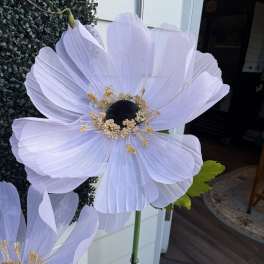 Oversized Large Sheer Ethereal Voile Coreopsis Bloom