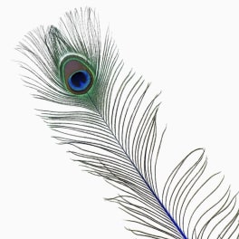 Stem-Dyed Peacock Feathers