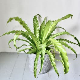 Bird's Nest Fern Plant