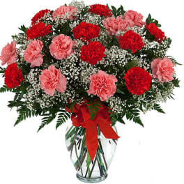 Beautiful Carnations
