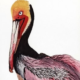 Illustration of a pink and black pelican on a white background