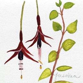 Watercolor painting of two hanging fuchsia flowers and a leafy branch