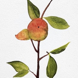 Watercolor painting of a small fruiting branch with green leaves