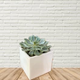 Potted succulent in a white square planter