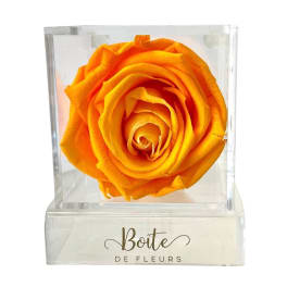 Single orange rose displayed in a clear acrylic box