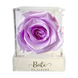 Single lavender rose in a clear acrylic box