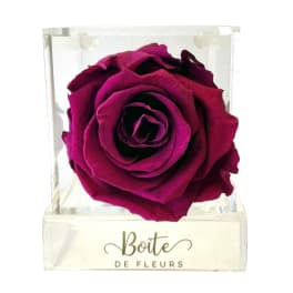 Single magenta rose in a clear square box