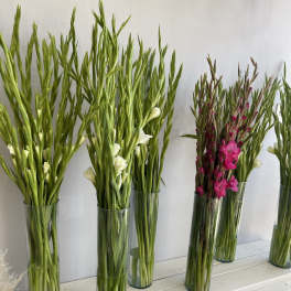Tall gladiolus stems in clear glass vases, some with white and pink blooms