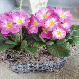 Pink primrose flowers in a woven basket planter