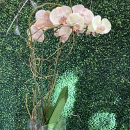 Tall orchid arrangement in a clear rectangular vase
