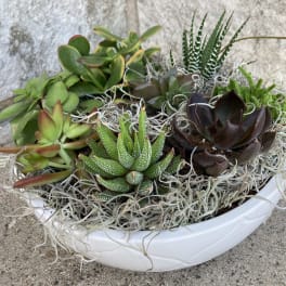 A white bowl planter filled with assorted succulents and moss.