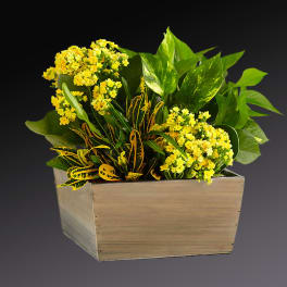 Yellow flowers arranged in a wooden box with green foliage