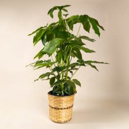 Tall green potted plant in a woven basket cover