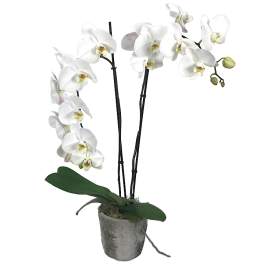 White orchid plant in a gray pot