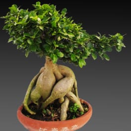Potted bonsai tree with a thick exposed root base