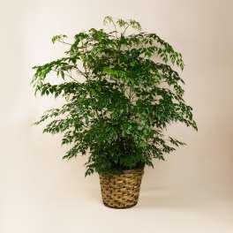 Large leafy potted plant in a woven basket planter