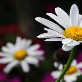 White daisy with a yellow center against a blurred floral background