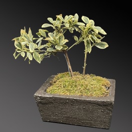 Variegated potted plant in a rectangular stone planter