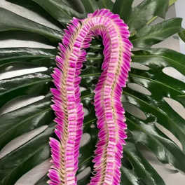 Pink lei draped over large split green leaves