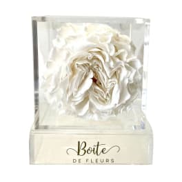 White rose in a clear acrylic box with a logo on the base